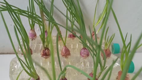 How To Grow Green Onion By New Way Very Simple