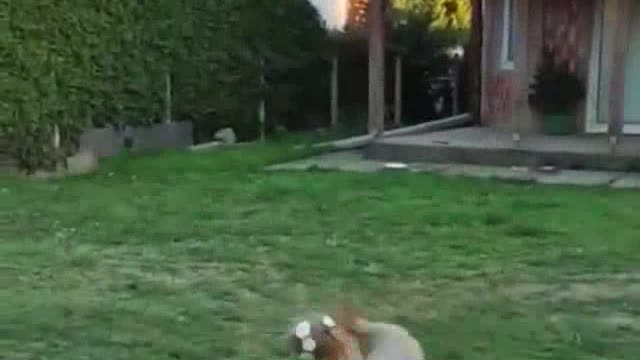 So incredible funny dogs