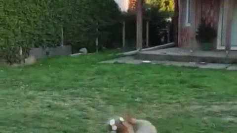 So incredible funny dogs