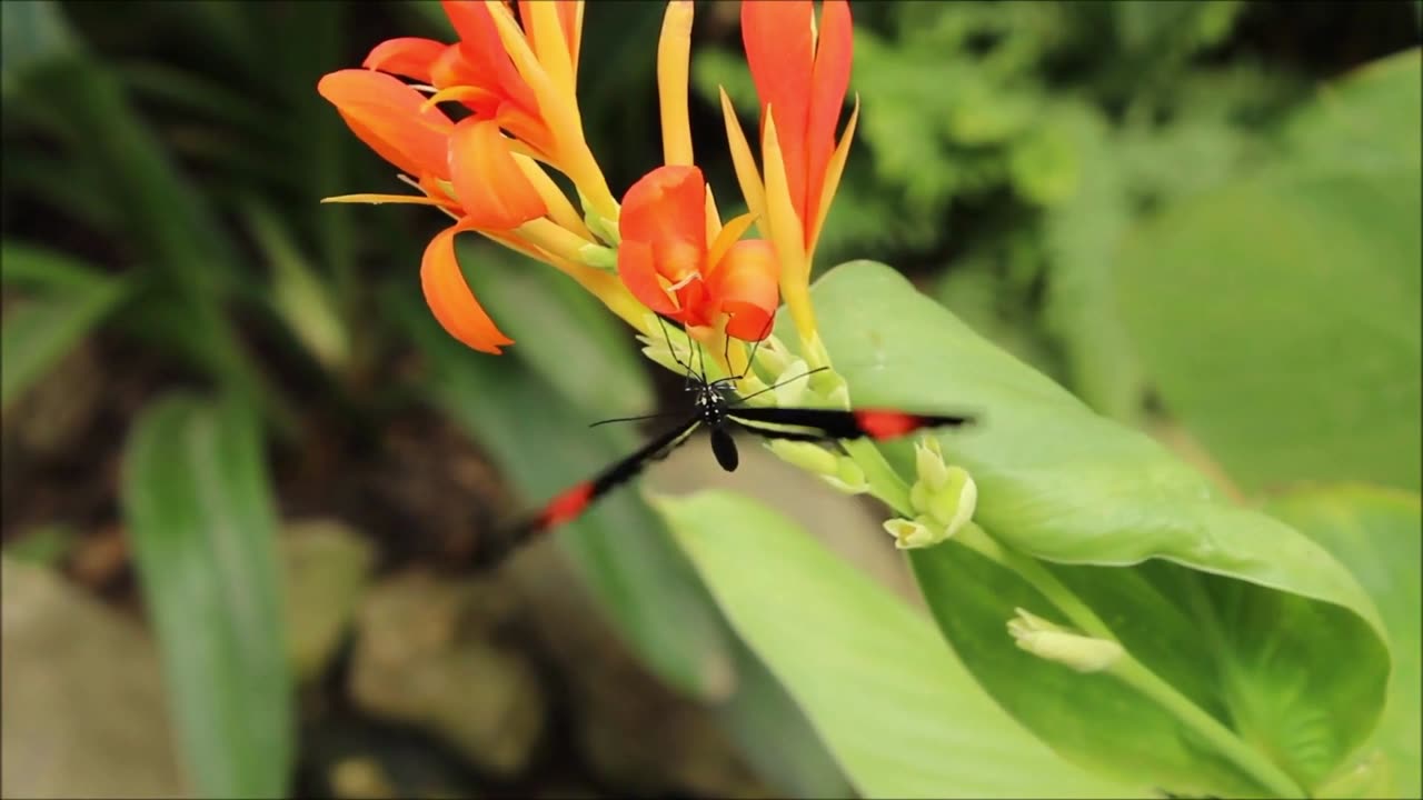 Butterfly On A Beautiful Flower