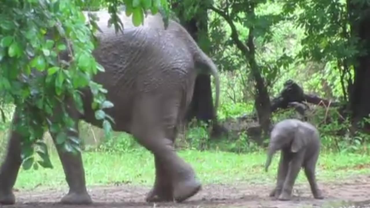 Baby elephants