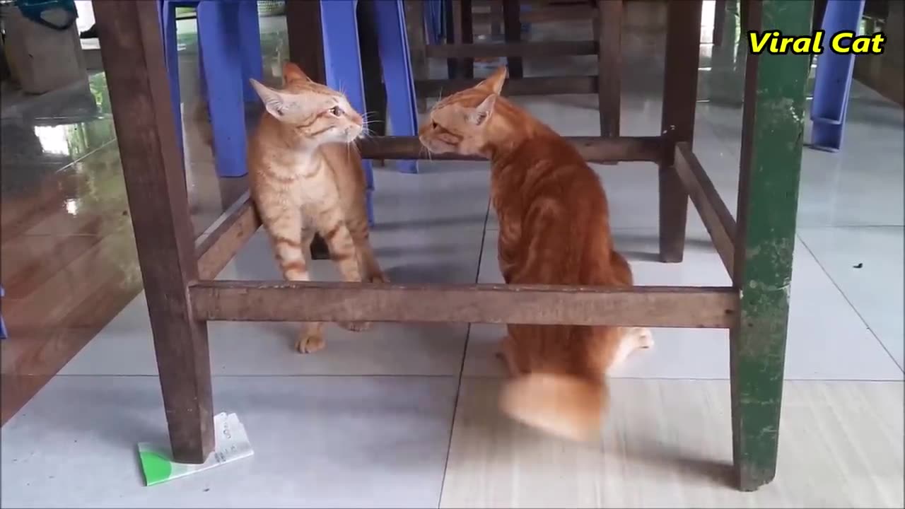 Cat 😺 fight