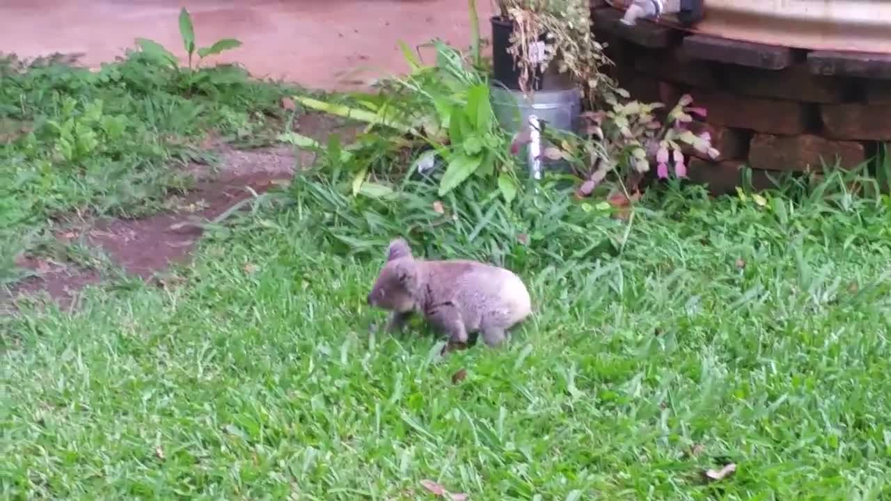 Koala baby rescue