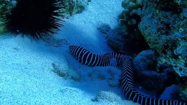 Zebra Moray 🦓
