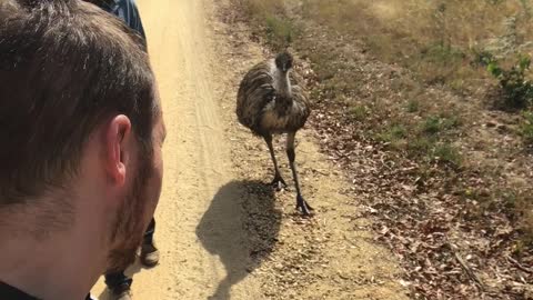 Walking the Emu