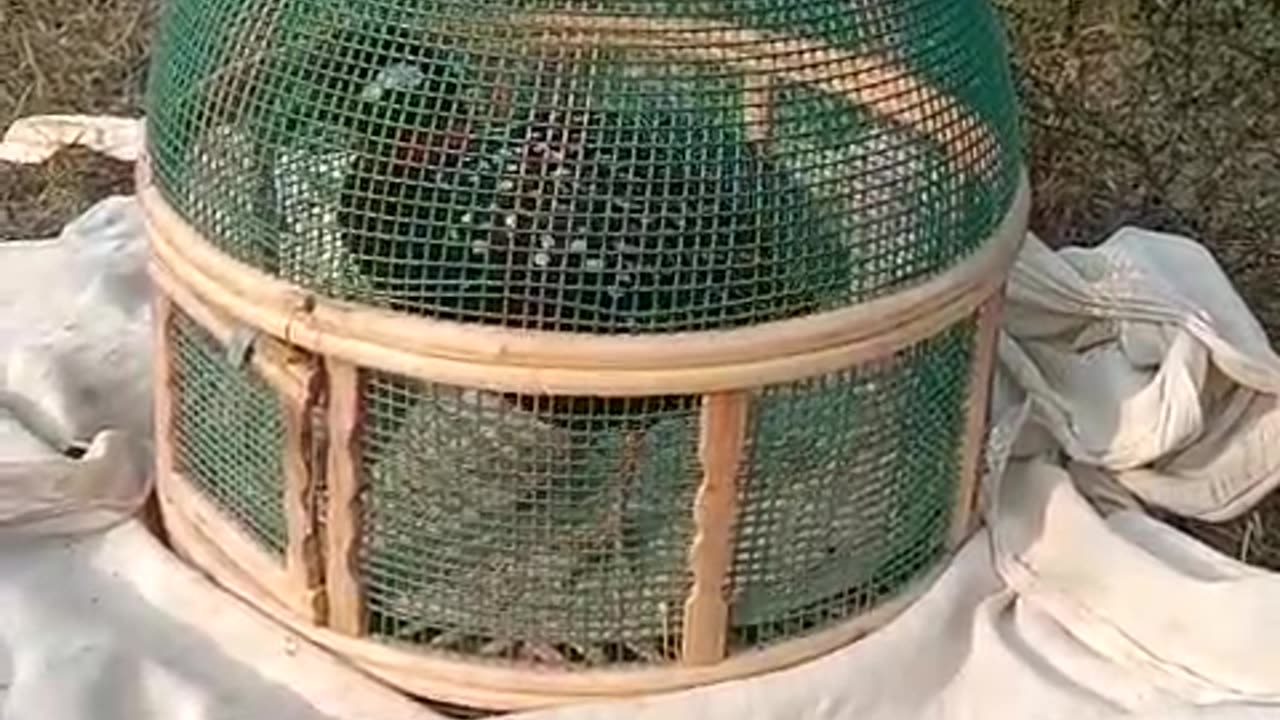 Bird video | Bird singing | Partridge | Grey black voice