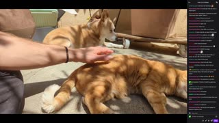 2023-05-27 (5bis) - Avec les animaux - Twitch Publicités (version avec chat)