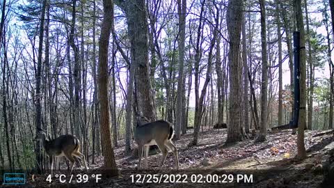 The Woods – 12/26/2022