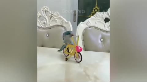 Naughty parrot