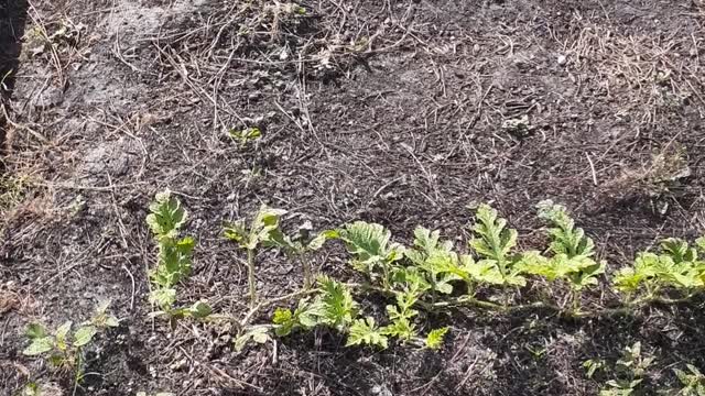 Sweet Baby Watermelon Plants growing