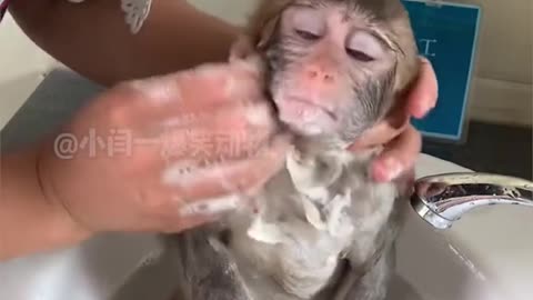 Funny monkey