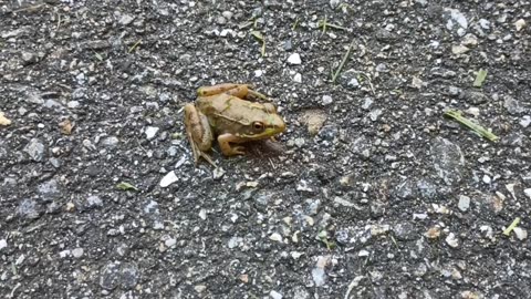 Frog