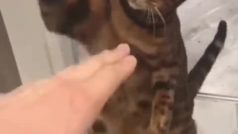 Funniest Animal Videos - Funny Cats and Crazy Dogs Videos 2023! #2