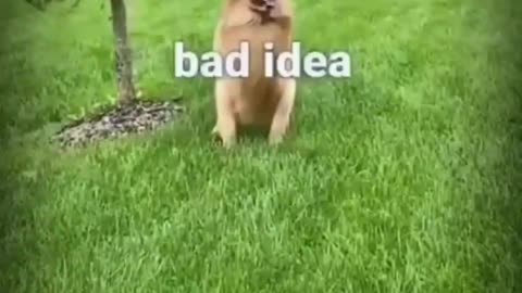 BEST FUNNY VIDEO EVER
