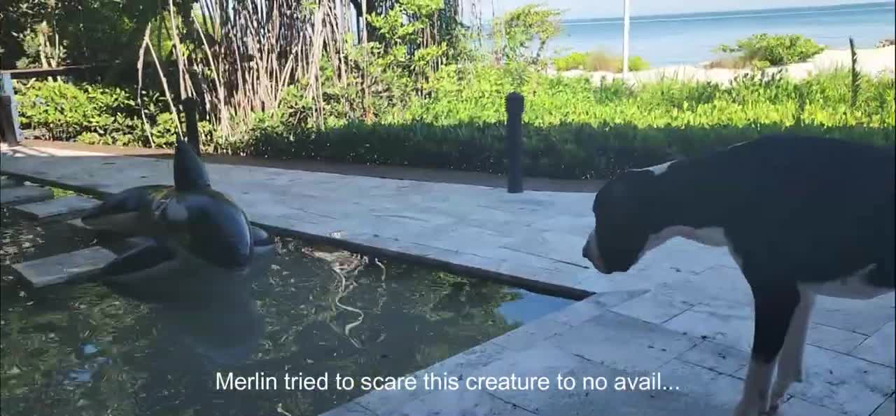 Great Dane Scared of Orca Toy! Funny!