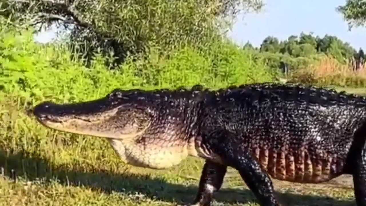 Man spots massive Alligator whilst out hiking