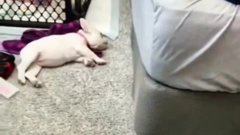 Cute animals #shorts