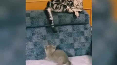 🤣Best cats and dogs funny videos (try not to laugh)🤣😅😂