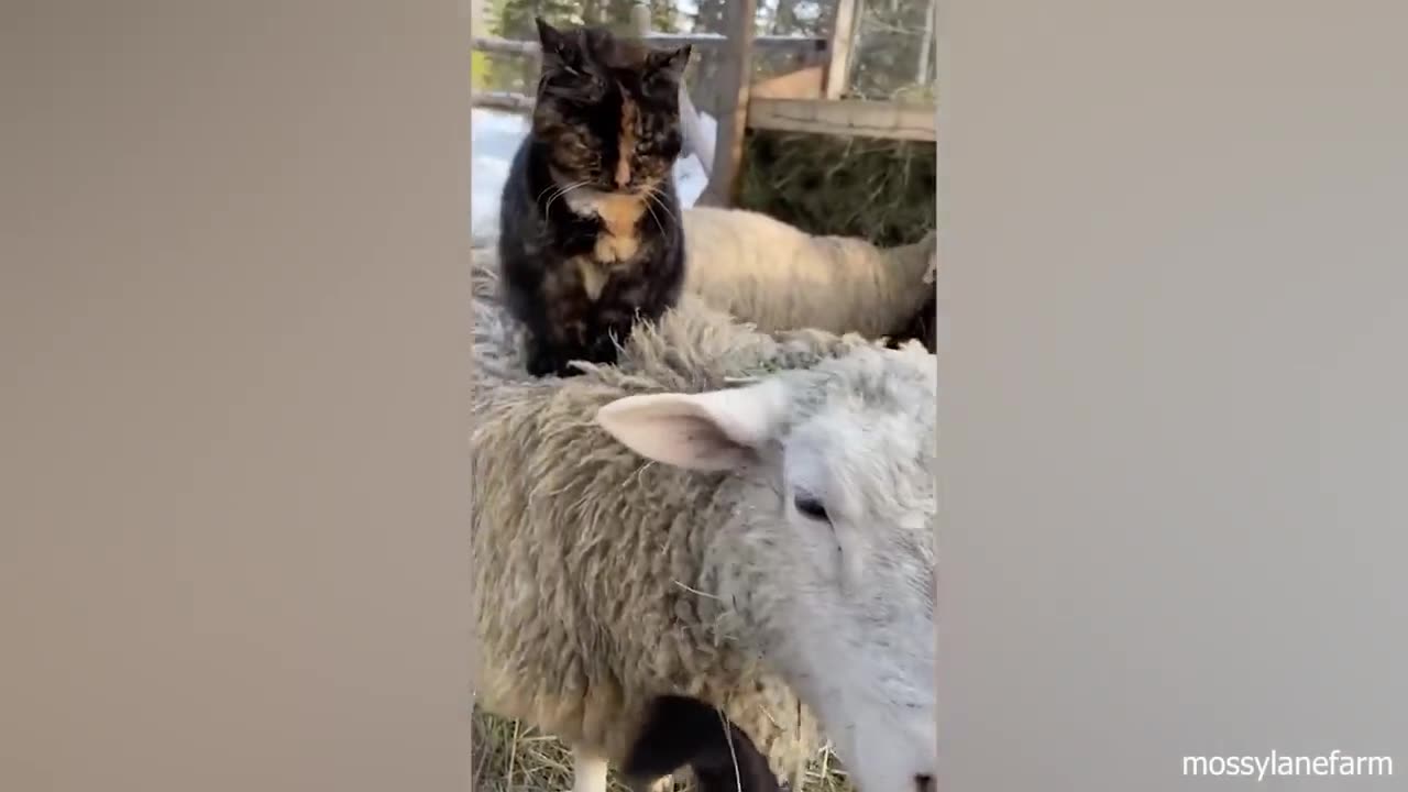 When your cat brings home a unexpected friend 🙈🤣