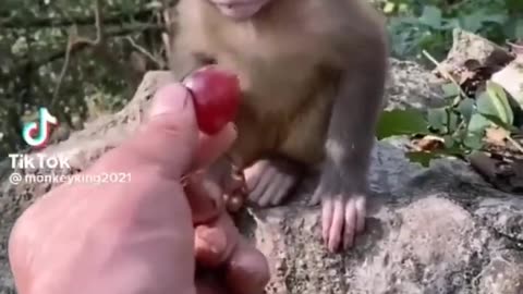 Baby animals you should must watch this video