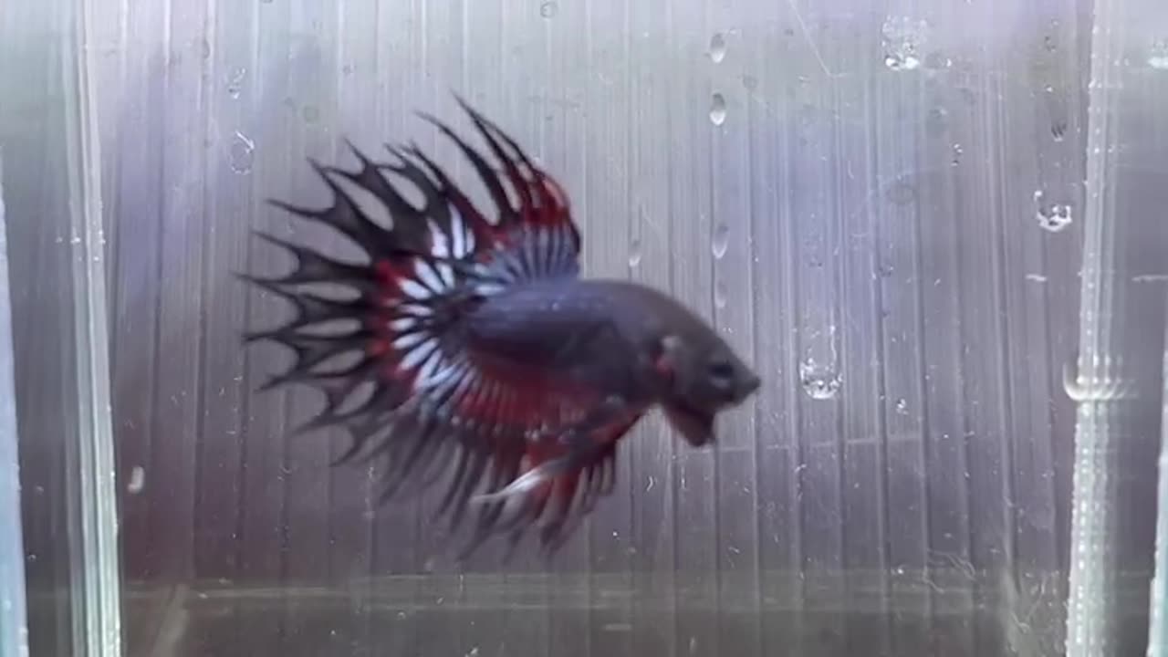 Crown tail betta fish