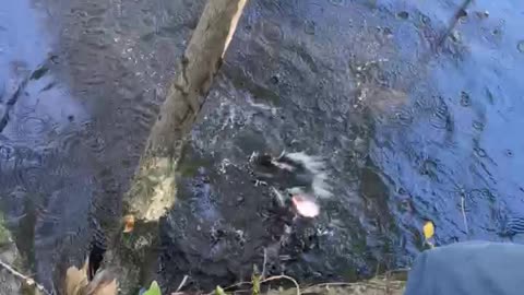 Channel catfish catch and release