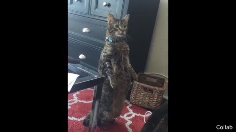 Funny cat does what her owner tells her