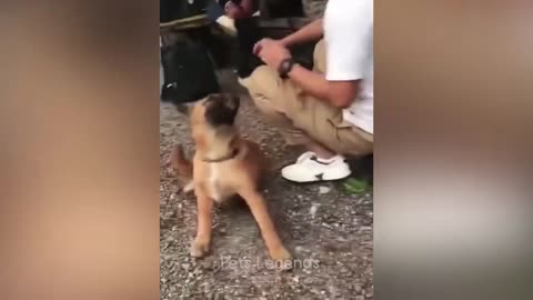 😂 New Funny Cats and Dogs Videos 😻🐶