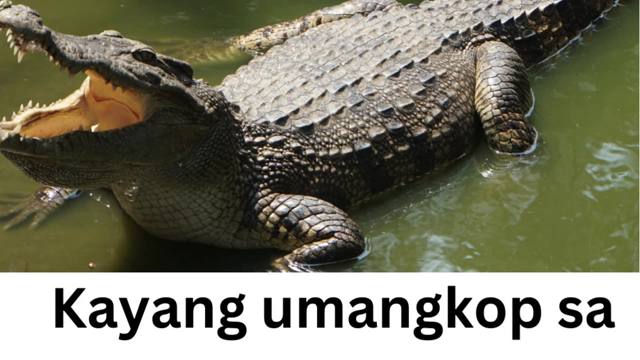 Si Buwaya at si Pulpol #UlaughUlive