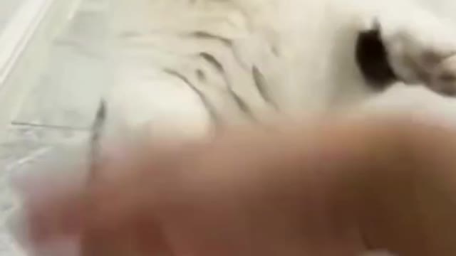 video of kitten learning to defend itself