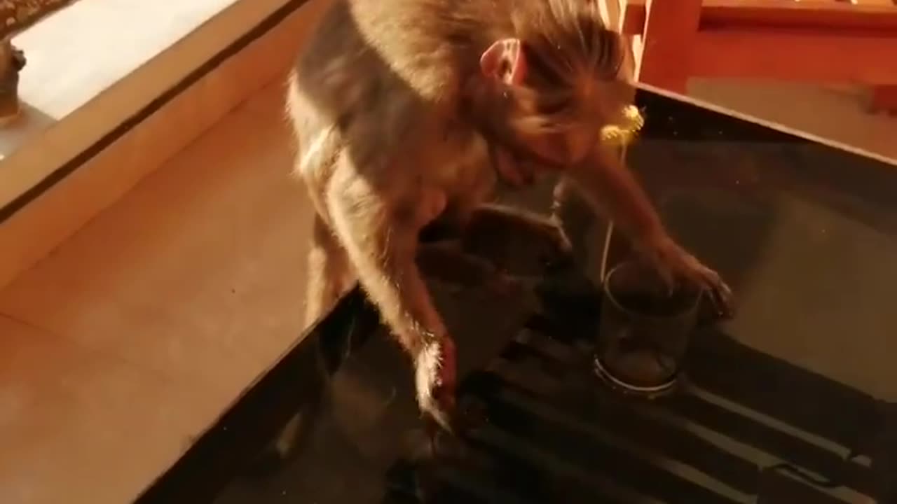 Funny Monkey drinking πΊπ»ππ