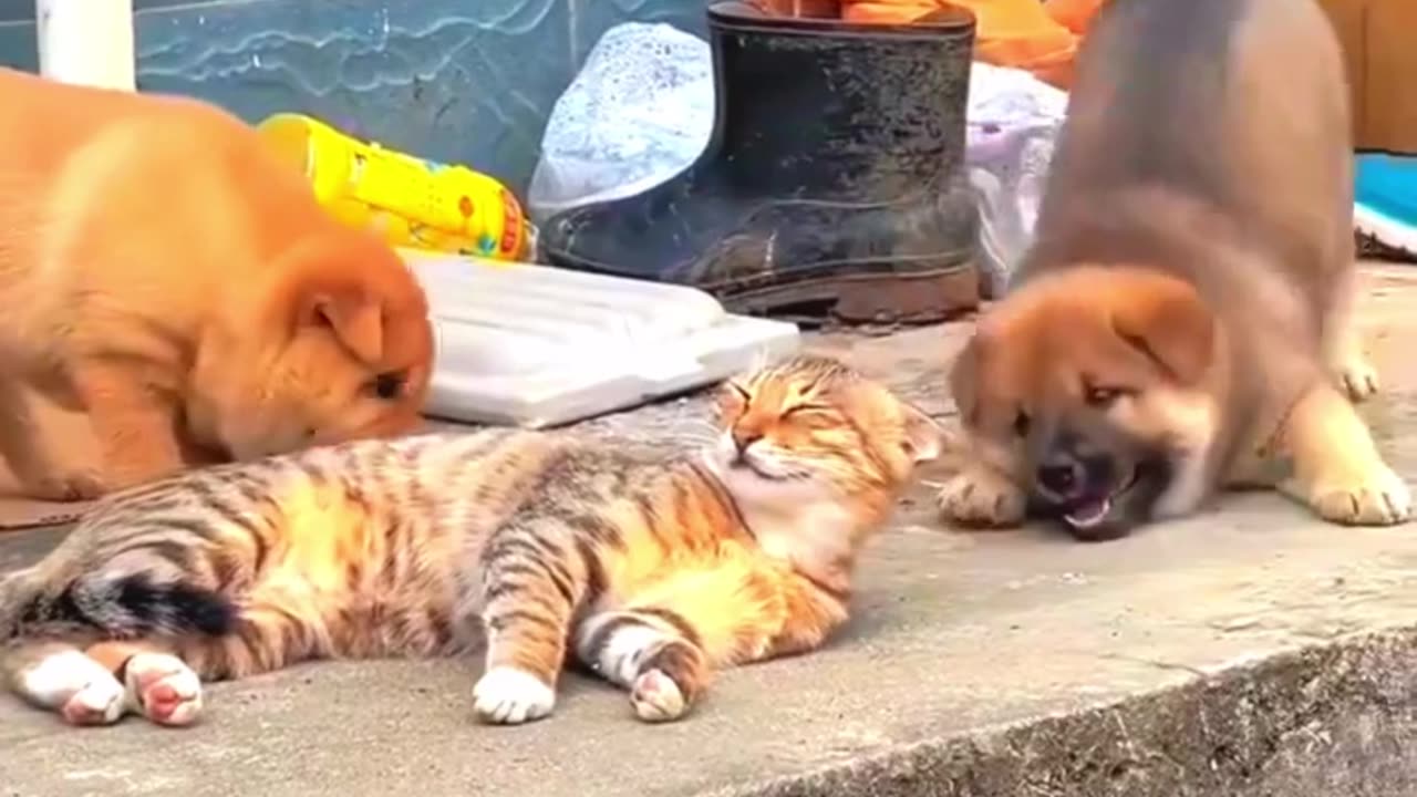 Paws and Whiskers: The Ultimate Playdate! 🐾😸🐶