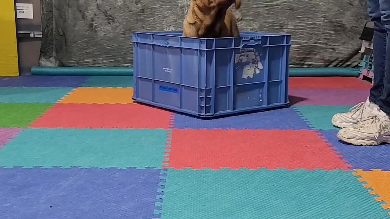 Aurora's April 2023 JUMP AROUND challenge