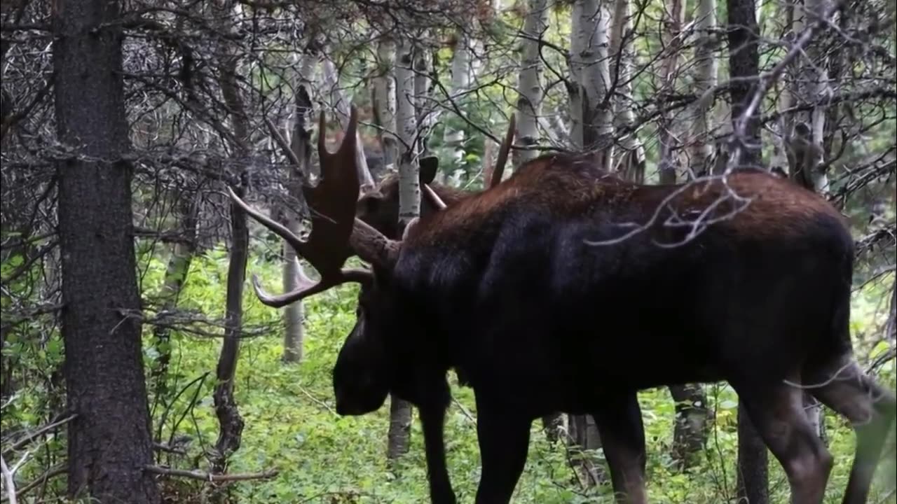 A Giant Bull Moose Approaches Cow Moose in the Forest