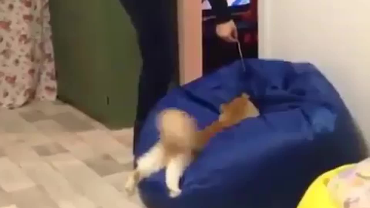 Funnyanimal