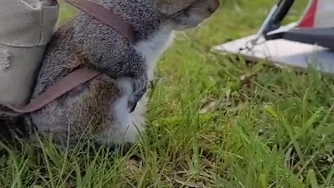 Tourist Squirrel