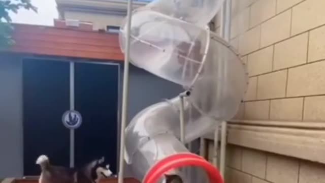 group of dog enjoy playing slide.mp4