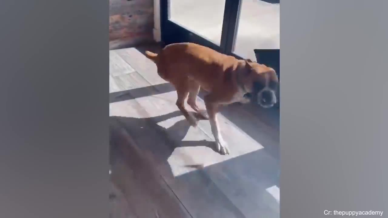 Best Funny Animal Videos 2023-- Funniest Cats And Dogs Videos