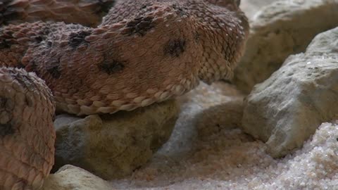 Close-up Giant Snake!!!