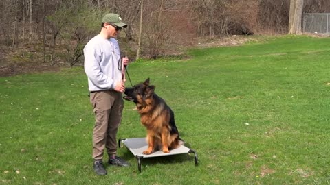 How to stop Dog Anxiety, Aggression, Pulling on the leash! German Shepherd Training Full tutorial