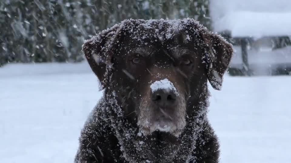 A video of a dog sitting under the snow