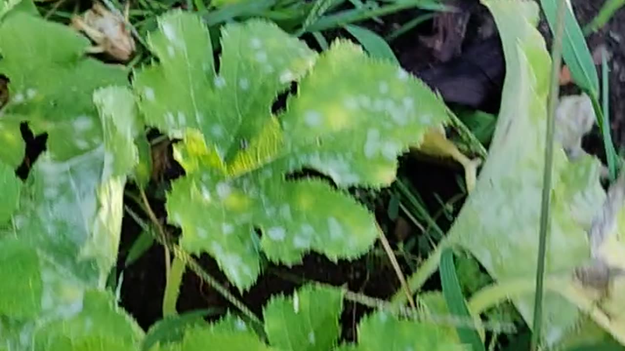 bees getting the squash pollen