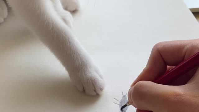 Kitty Finds Paper Bug A Little Sketchy