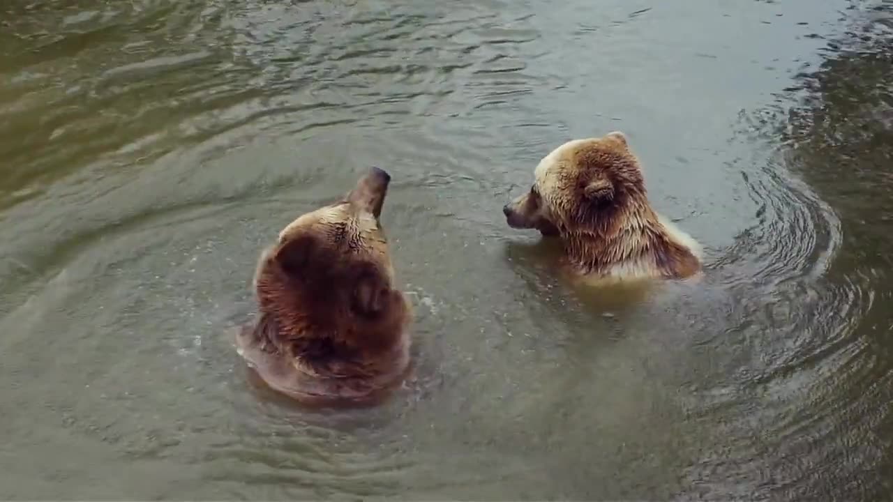 Animals - Black bear_brown bear