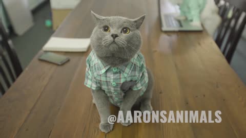 Cats in the Workplace - Aaron's Animals