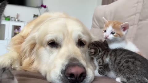 Adorable Golden Retriever and Funny Tiny Kittens