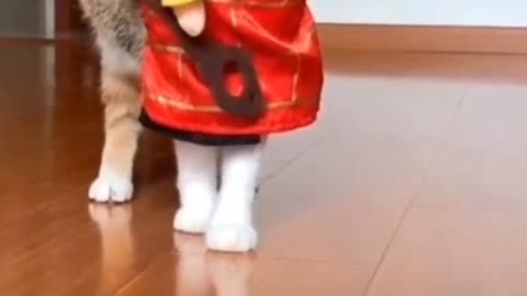 Baby, cute, and funny cat videos animals funny cat viral cat