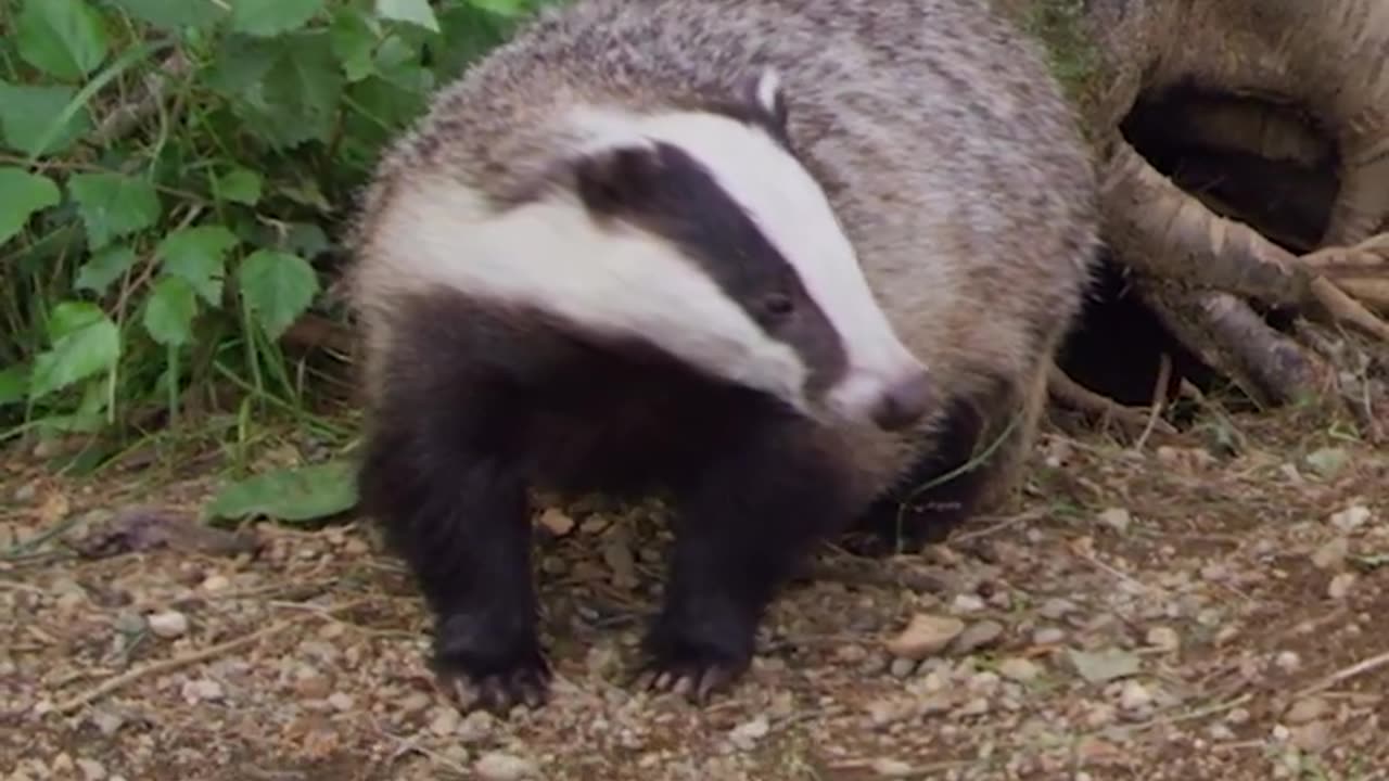 Are you digging these badger facts, or what? 🦡🦡🦡 #NatGeoWild #Shorts