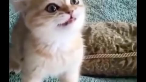 Funniest Cats 😹 - Funny Cats Life
