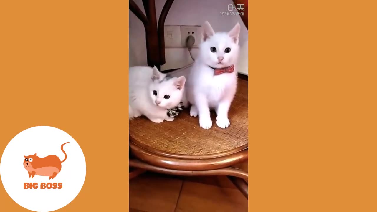 Cute Dogs and Cats | Funny Cats and Dogs Videos Compilation